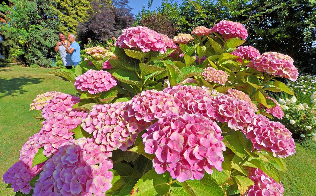 Blumen, Sträucher, Bäume und das gewisse Etwas gibt es am Wochenende bei den offenen Gärten zu entdecken.