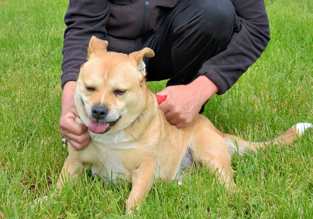 Freddy ist schon seit 2017 beim Tierschutzverein Salzlandkreis in Eickendorf um Christian Wegener zu Hause. Der siebenjährige Welsh Corgi-Mischling braucht konsequente Besitzer.