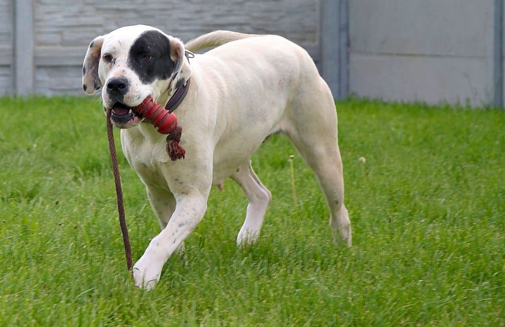 Nala ist eine Dogo Argentino-Hündin, die seit fast zwei Jahren beim Tierschutzverein Salzlandkreis lebt.