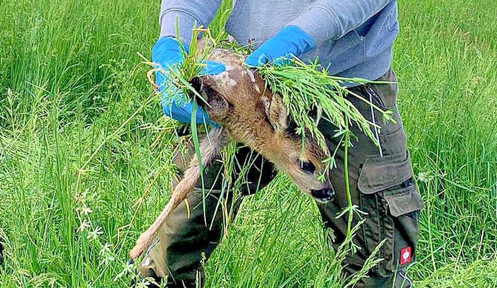 Maximilian Kraft bringt das Rehkitz in Sicherheit, das per Drohne und Wärmebildkamera im Großen Bruch aufgespürt wurde. Für die Dauer der Mahd wird das Jungtier mit einem Korb abgedeckt.