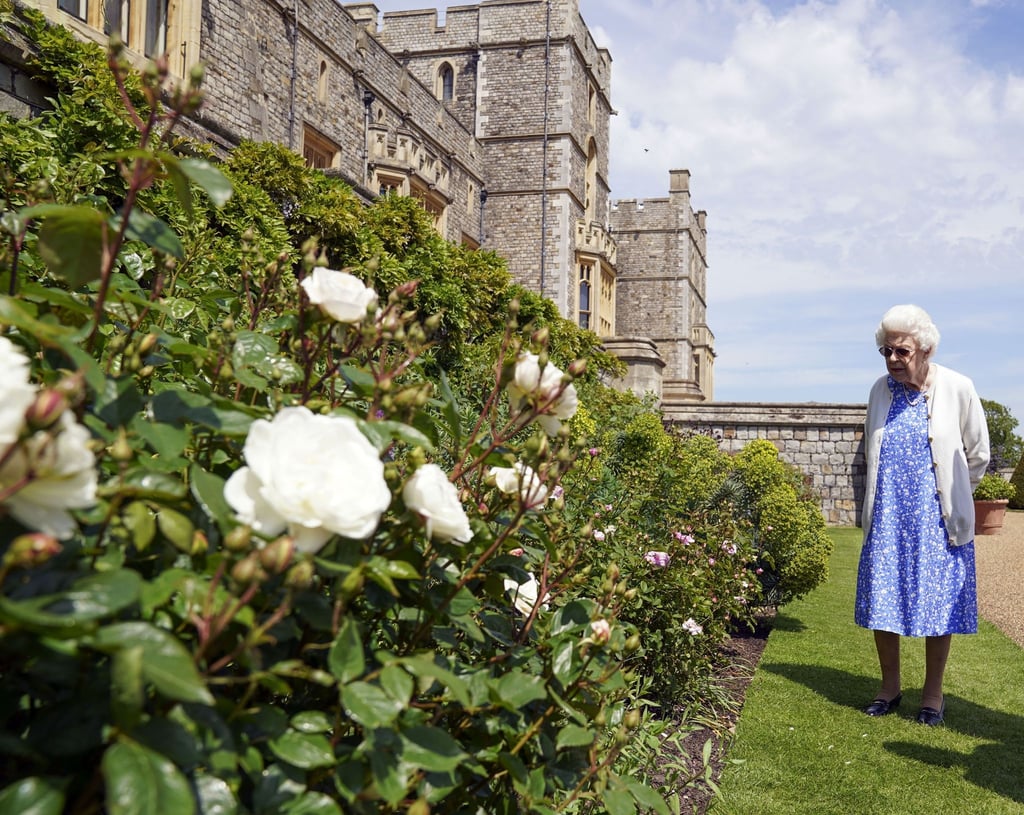 Die Queen erfreut sich an den Rosen auf Schloss Windsor.