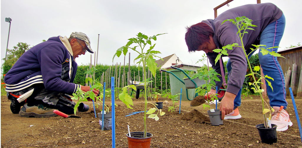 Lothar Sauer und Helga Pfaffenberg bringen  im Tomatengarten die vorgezogenen Tomaten in den Boden.