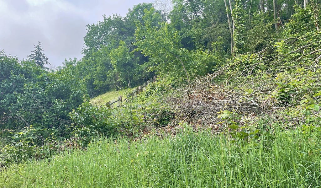 Überall auf dem Schloßberg liegen Geäst und Bäume herum. Das ärgert viele Frecklebener.