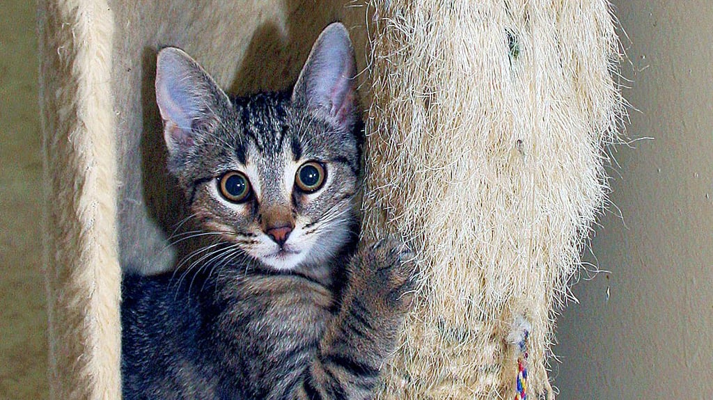 Junge Katzen, die Freilauf bekommen, sollen künftig kastriert und gechipt sein.