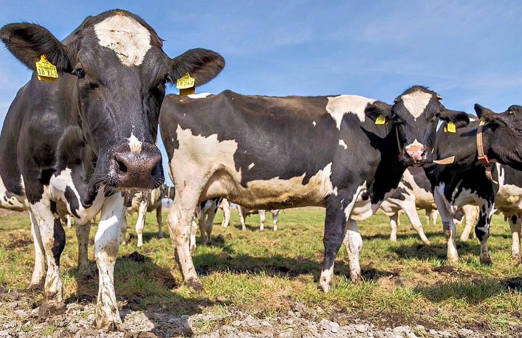 Werden seltener im Land: Milchkühe.