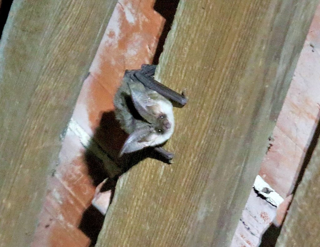 Eine Langohr-Fledermaus krallt sich an eine Dachlatte über dem Kirchenschiff der Loburger Kirche.