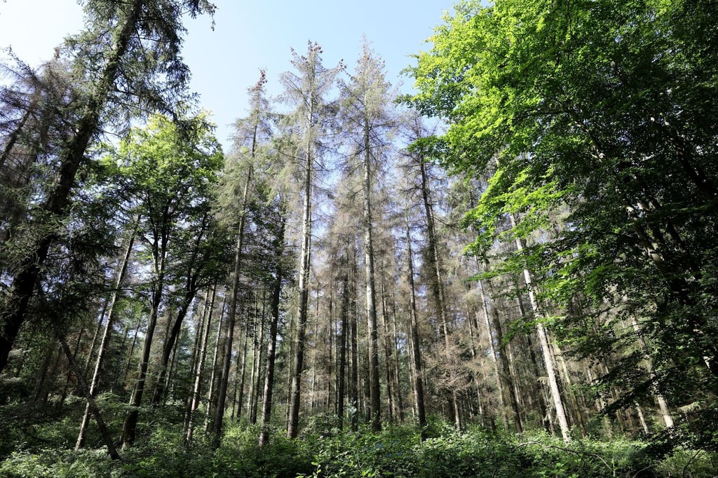 Absterbende Sitkafichten stehen im Revier Steinfelder Holz bei Rostock.