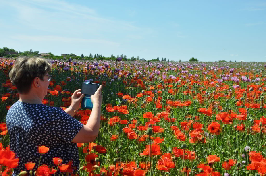 Faszination in rot und lila: Das Mohnfeld bei Arneburg verlockt zum Pausieren und Fotografieren. Viele Vorbeifahrende halten an.