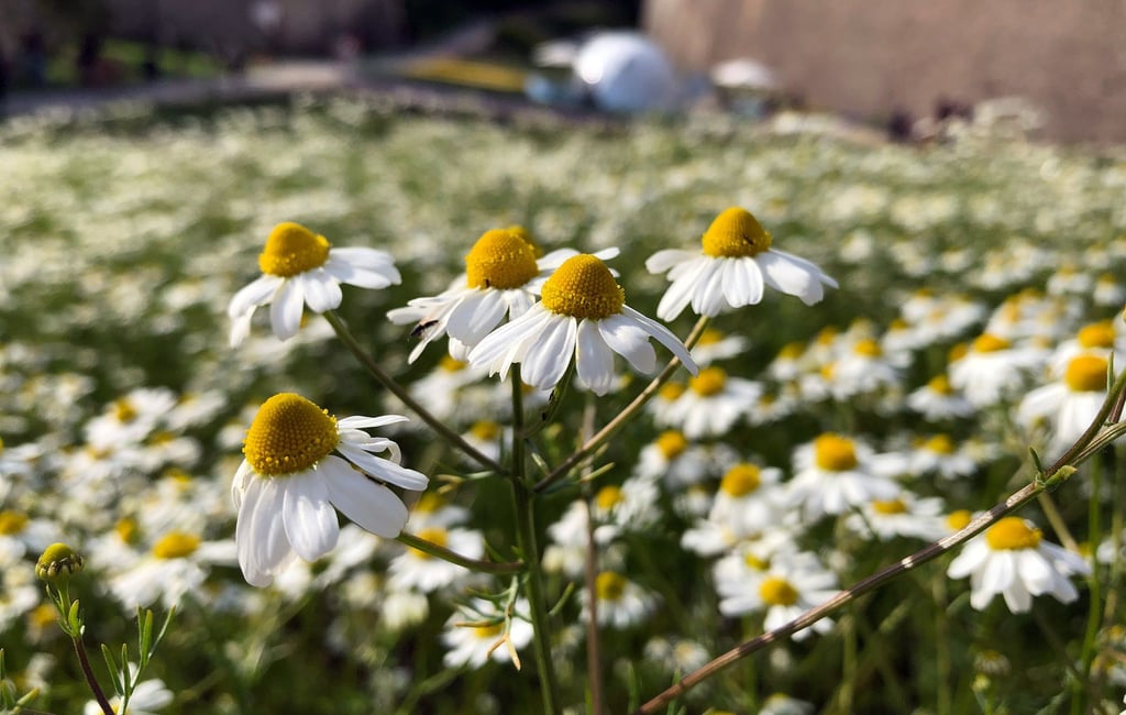 Echte Kamille wächst auf dem Gelände der Bundesgartenschau auf dem Petersberg.