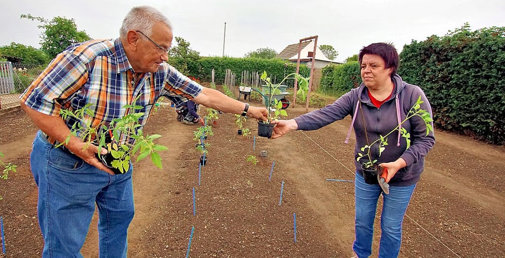 Rolf Bielau vom Organisationsteam des Tomatentages reicht Helga Pfaffenberg zwei Pflanzen von Gisela Ewe.