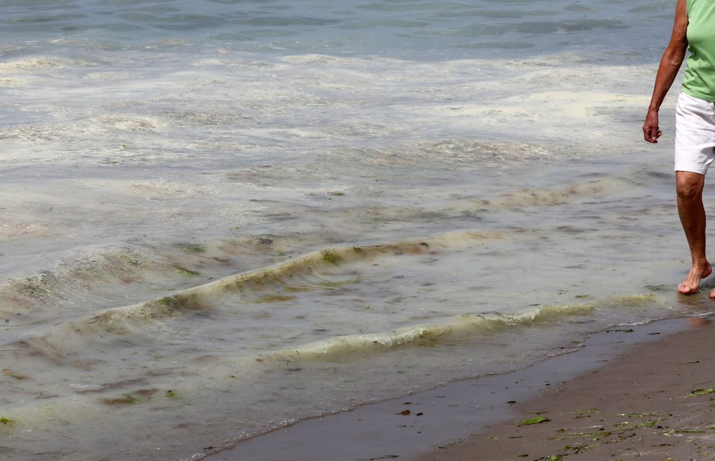 Auf dem Wasser am Ostseestrand schwimmt ein gelb-grüner Teppich aus Kiefernpollen.