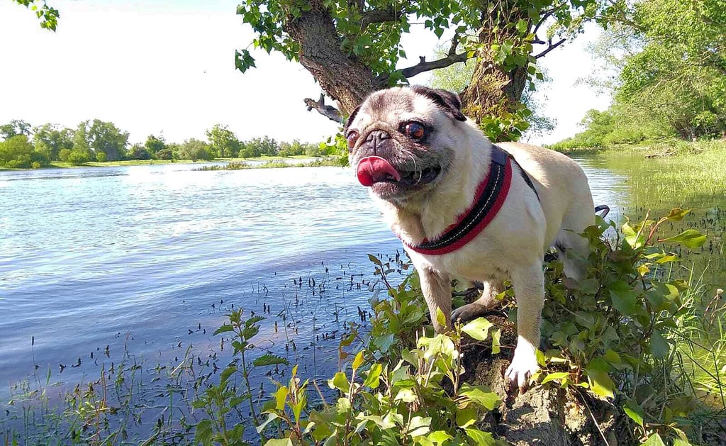Mops Nelly am Rand der Elbe. Bei gutem Wetter liebt die elfjährige Hundedame lange Spaziergänge am Fluss.