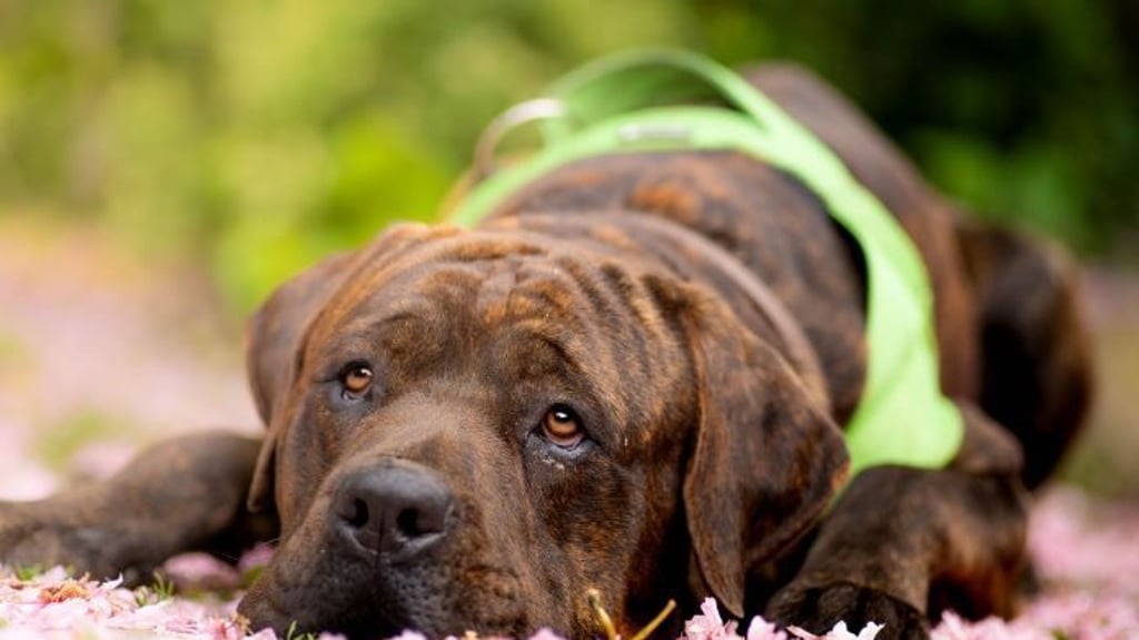 Benny und Spike aus dem Tierheim Halberstadt suchen ein neues Zuhause.