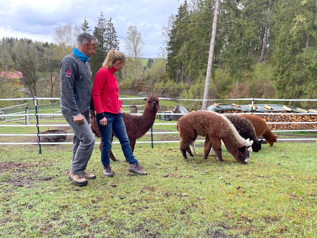 Auf der Weide lernen sich Besucher und Tiere erstmal kennen. Dabei verraten Karolin und Thorsten Rekos Wissenswertes über Alpakas.
