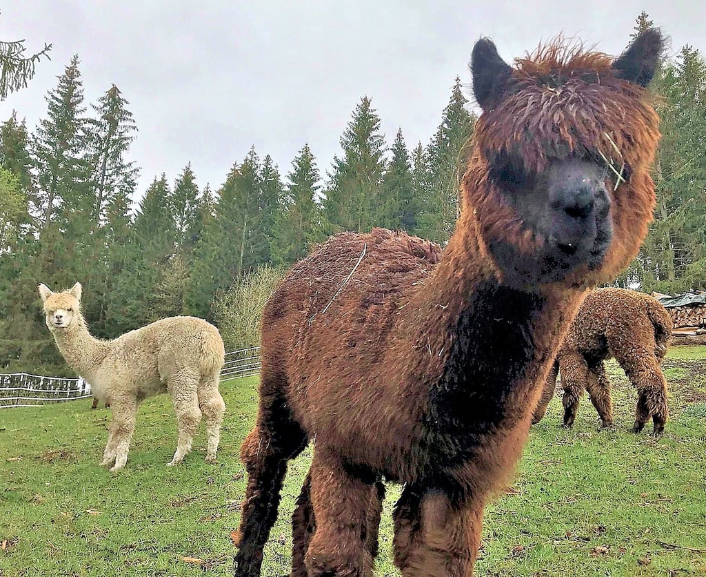 Wie können Alpakas eigentlich etwas sehen mit der Wolle vor den Augen? Der Scherer bringt wieder Licht ins Dunkel.
