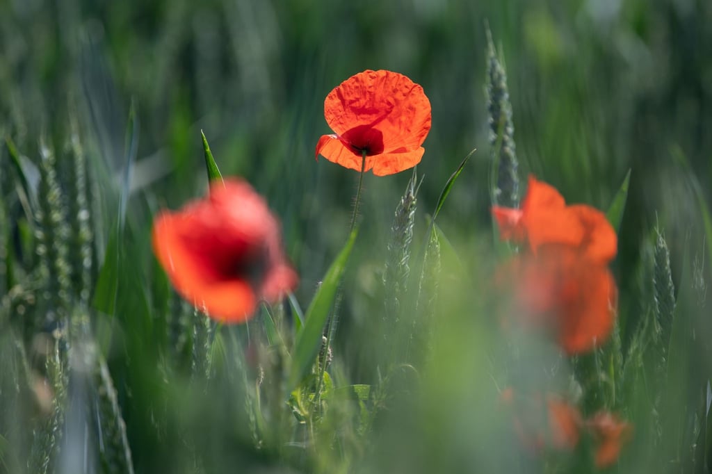 Mohnblumen in einem Getreidefeld in der Wetterau. In der nächsten Woche wird es warm.