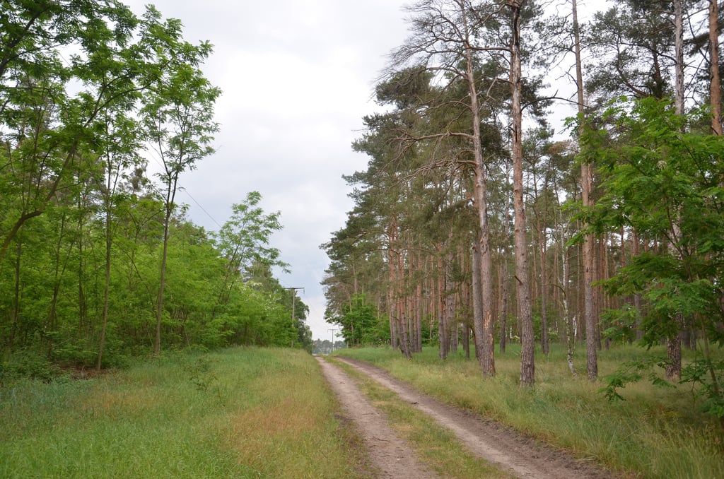 Dieser Waldweg in der Gemarkung Paplitz soll mit einer Schranke versehen werden. Darüber hat heute abend der Paplitzer Ortschaftsrat zu entscheiden.