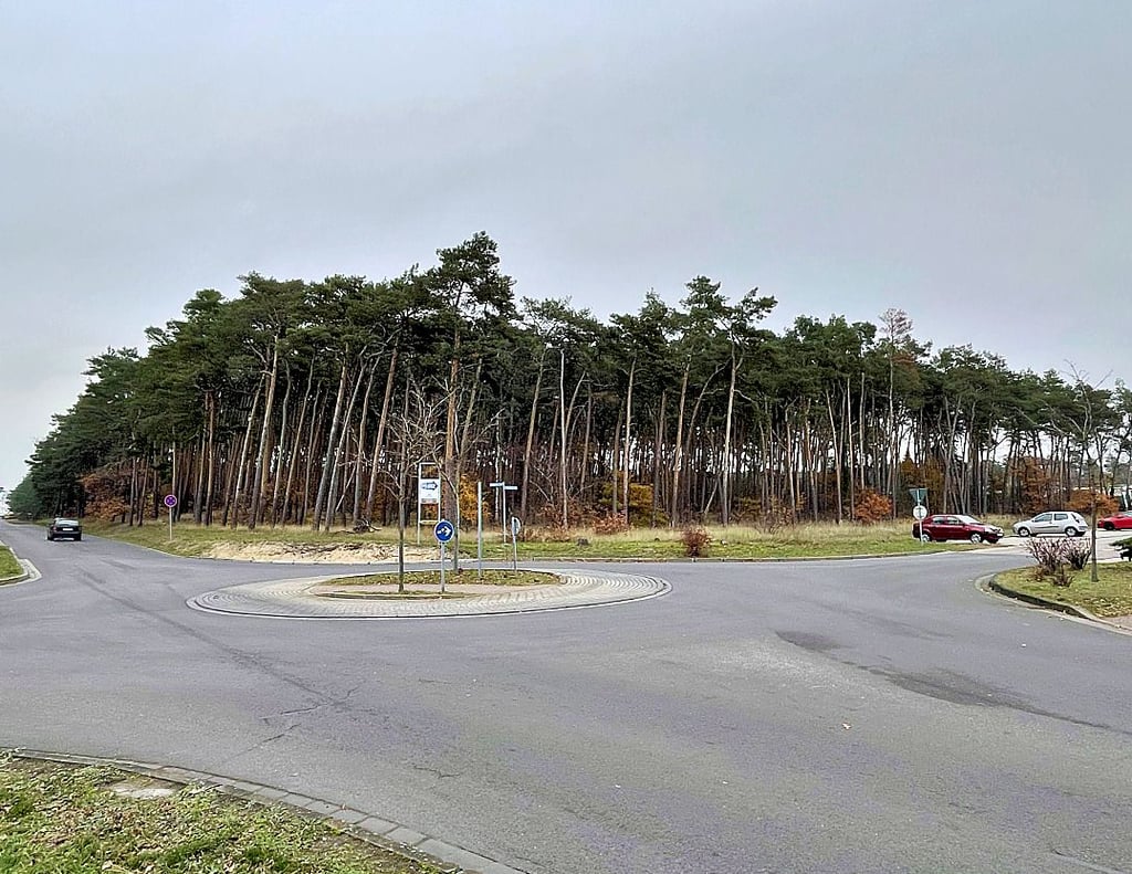 Um dieses Waldstück am Hohenziatzer Weg in Möckern zwischen Birkenweg und Pabsdorfer Weg geht es.