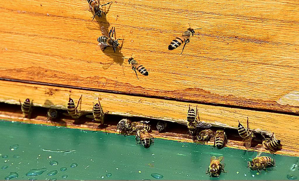 Hochbetrieb herrscht am Einflugsschlitz der Honigbienen in Kämkerhorst.