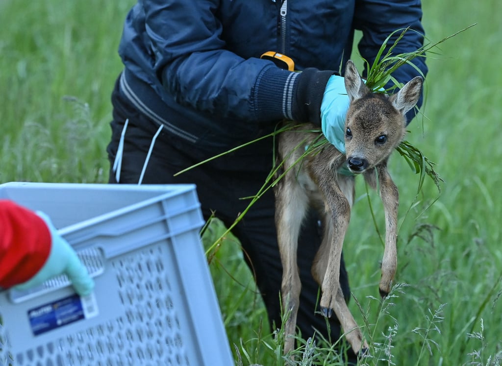 Junge Rehe werden mit HIlfe von Drohnen vor dem sicheren Tod gerettet