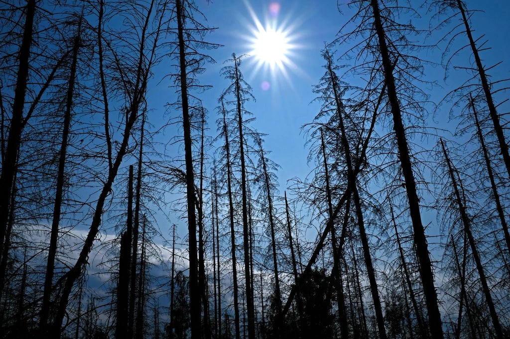 Abgestorbene Fichten im Nationalpark Eifel.