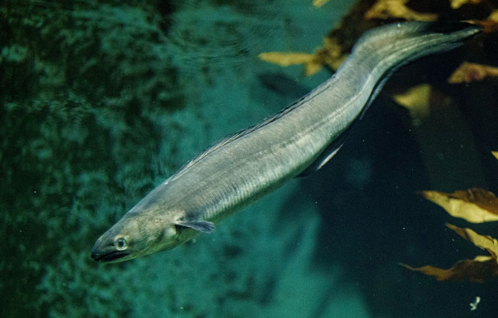 Ein etwa 1,5 Meter langer Meeraal schwimmt im Aquarium des Multimar Wattforum.