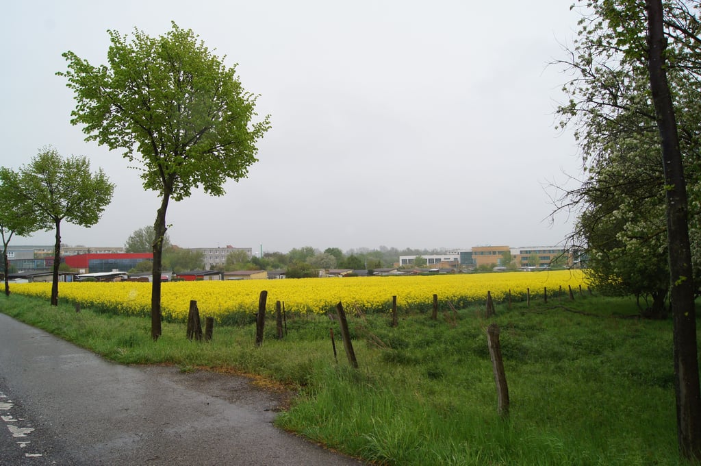 Der Verkehr zum Gymnasium und der Gutenberg-Schule soll von der Samsweger Straße aus erfolgen.