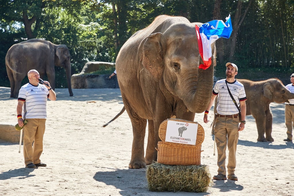 Die Elefantendame Yashoda zog die französische Flagge.