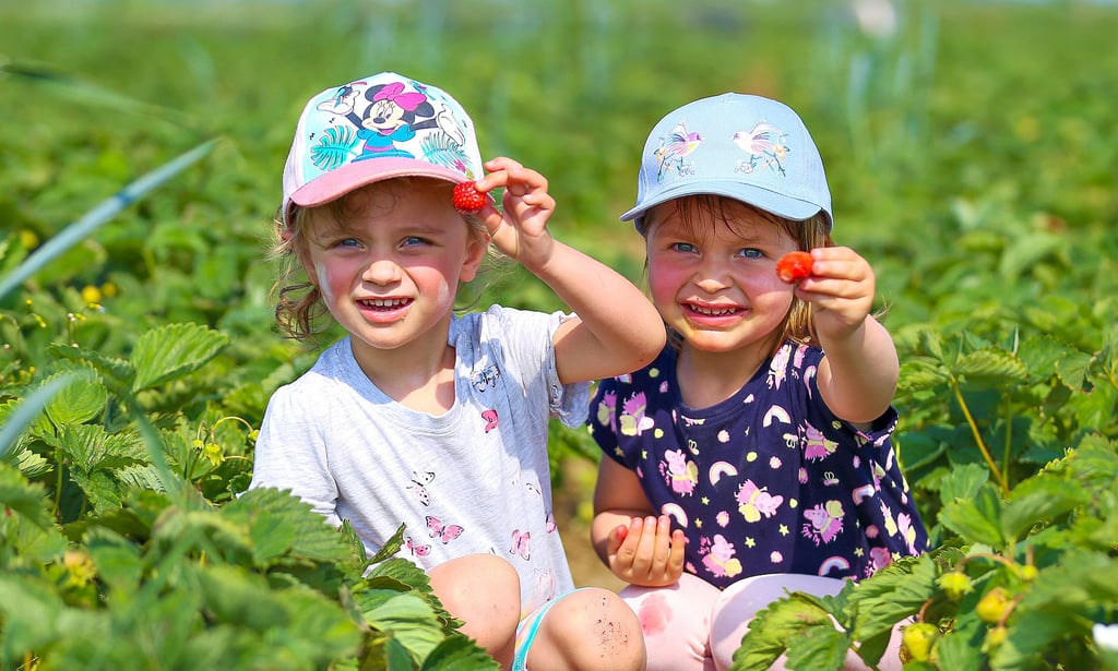 Romy (3, links) und Elenie (2) pflücken und naschen im Erdbeerfeld in Tollwitz.
