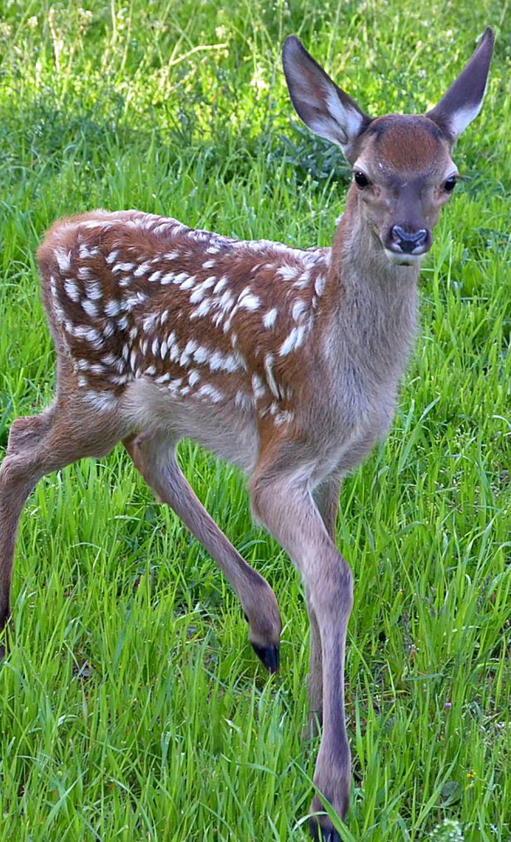 Vor zwei Wochen wurde dieses Hirschkalb abgegeben.