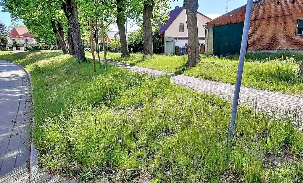 In Seethen, wie hier an der Lindenallee, und auch Lotsche wuchert das Grün. Ortsbürgermeister Gerald Adler beschwert sich, dass die Stadt nicht zum Mähen kommt.