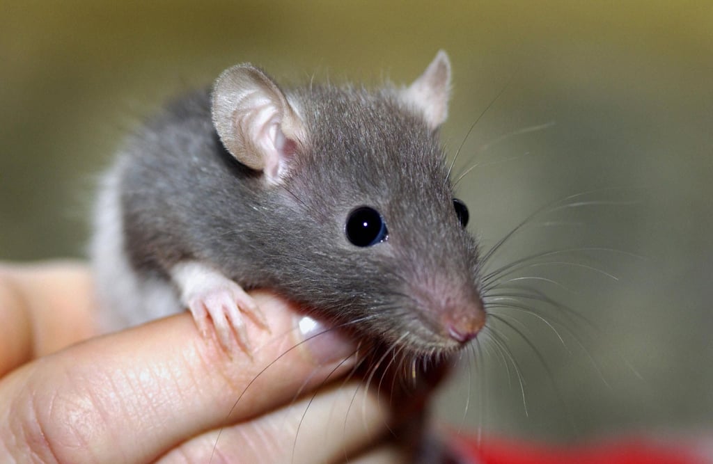 Neun Ratten hat eine Frau aus Gardelegen aus dem vierten Stock geworfen.