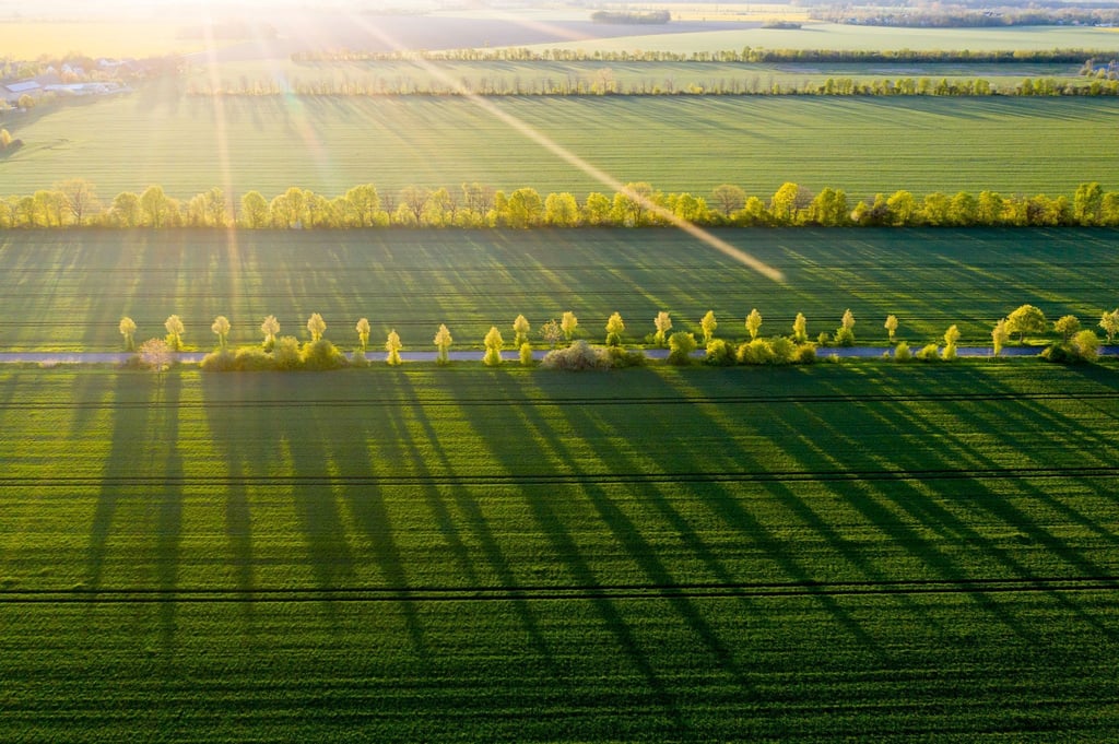 Bäume werfen in der Morgensonne lange Schatten auf ein Feld.