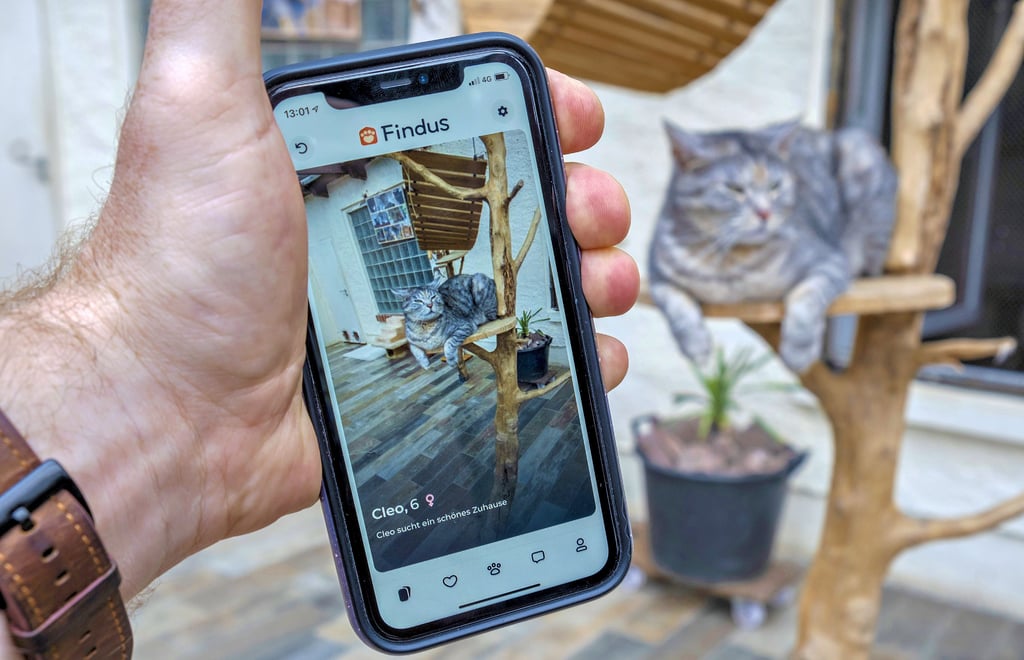 Haustiere finden wie beim Online-Dating: In der App ?Findus? werden Nutzern künftig Tiere aus Heimen in der Umgebung angezeigt. Katze Cleo aus Schönebeck hat schon ein Profil.