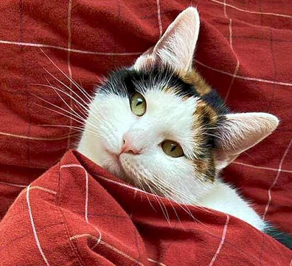 Auf Katze Suki ist in Halberstadt geschossen worden. Das Tier ist schwer verletzt.
