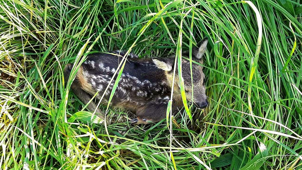 Ein Rehkitz, welches sich im hohen Gras versteckt: Ohne Hilfe wäre es bei Mäharbeiten entweder schwer verletzt oder getötet worden.