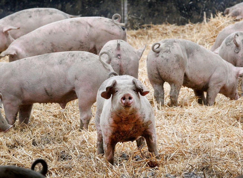 Pläne für eine staatliche Tierwohlkennzeichnung kommen seit Jahren nicht wirklich voran.