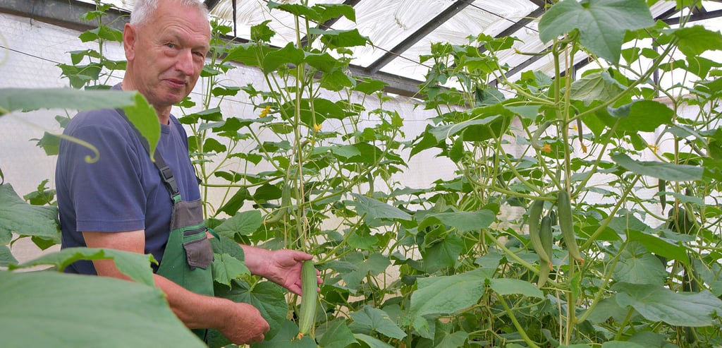 „Gewächshaus im Gewächshaus“: Jetzt stimmt die Konstruktion und Werner Eifrig aus Werben kann den Salatgurken fast beim Wachsen zusehen.