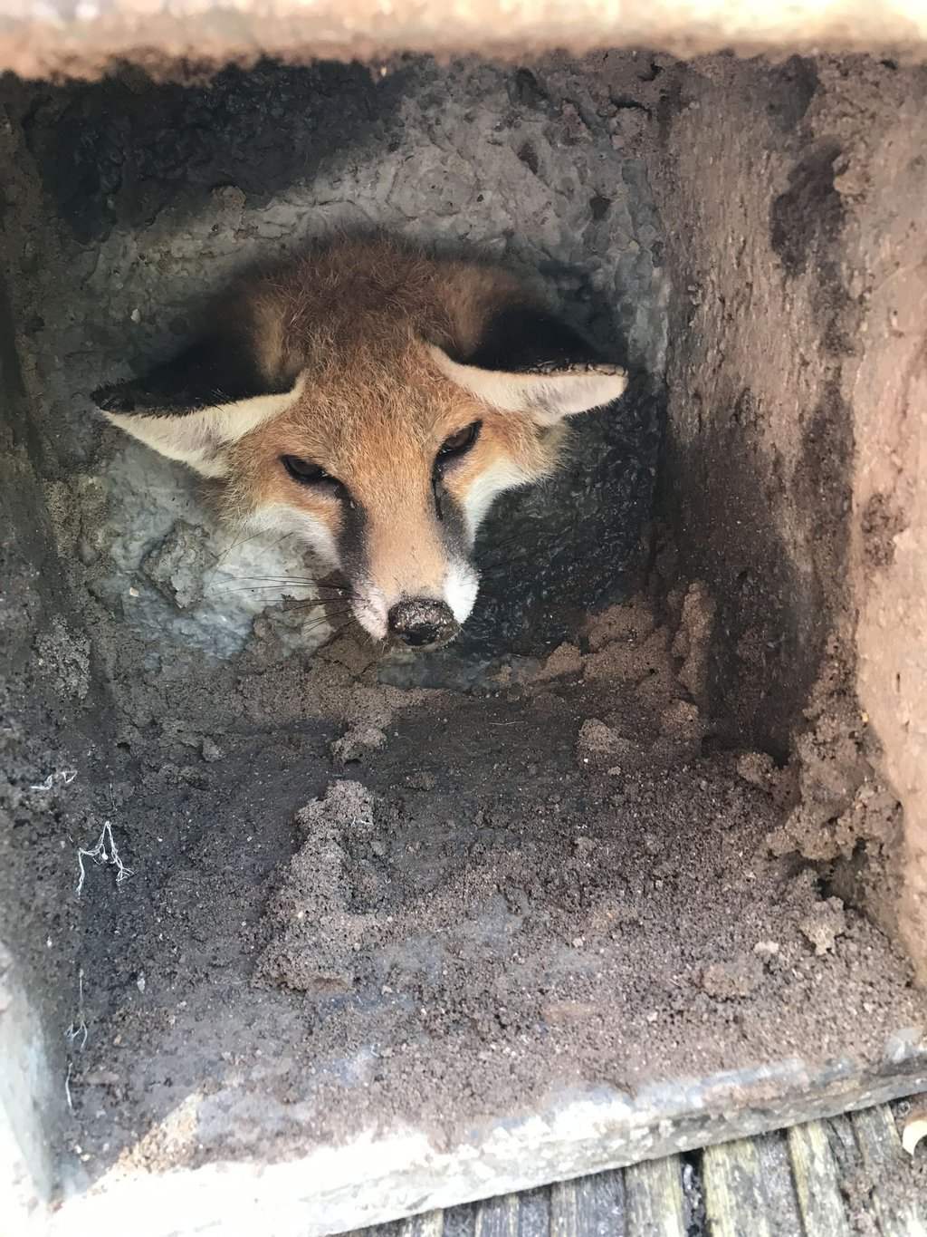 Ein Fuchs in der Falle.