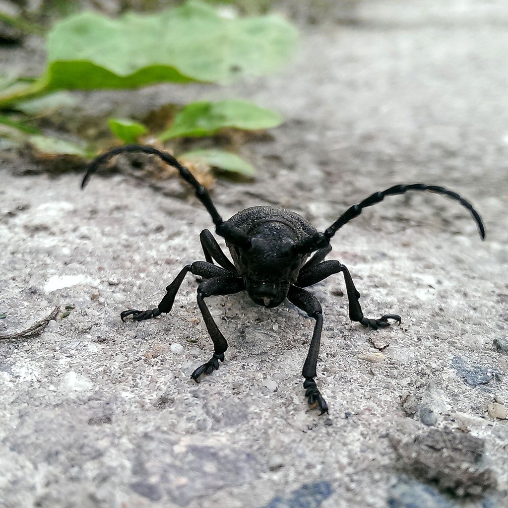 Am Grünen Band in der Altmark ist ein vom Aussterben bedrohter Weberbock entdeckt worden.