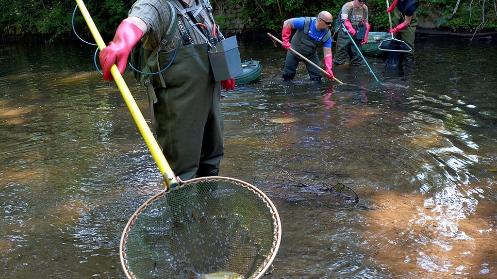 Wegen Bauarbeiten Angler holen alle Fische aus dem Mühlgraben in Krottorf