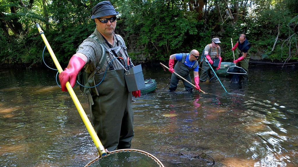 Die Angler vom AVO versetzten am Wochenende mehrere tausend Fische vom Mühlgraben in die Bode.