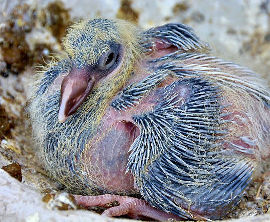Ein junges Taubenküken hockt in seinem Nest.