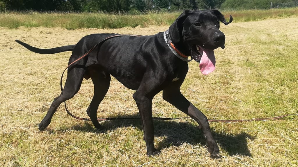 Doggen-Rüde Loki sucht einen neuen Besitzer.