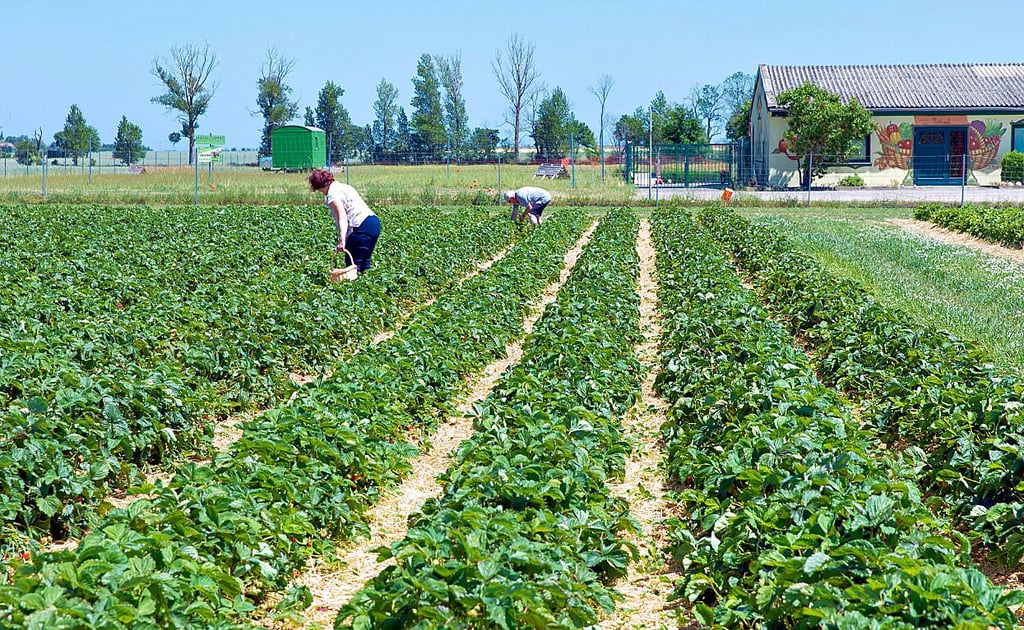 Erst Anfang Juni waren die ersten Erdbeeren auf dem Selbstpflückerfeld unweit des Hofladens der Feuerborns in Cosa erntereif.