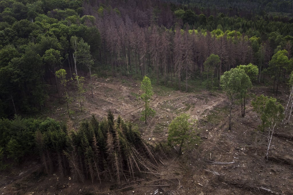 Die Trockenheit setzt der Natur zu - das hat schlimme Folgen.