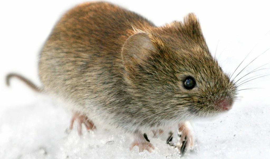 Das Hantavirus wird häufig von der Rötelmaus (Clethrionomys glareolus) auf den Menschen übertragen.