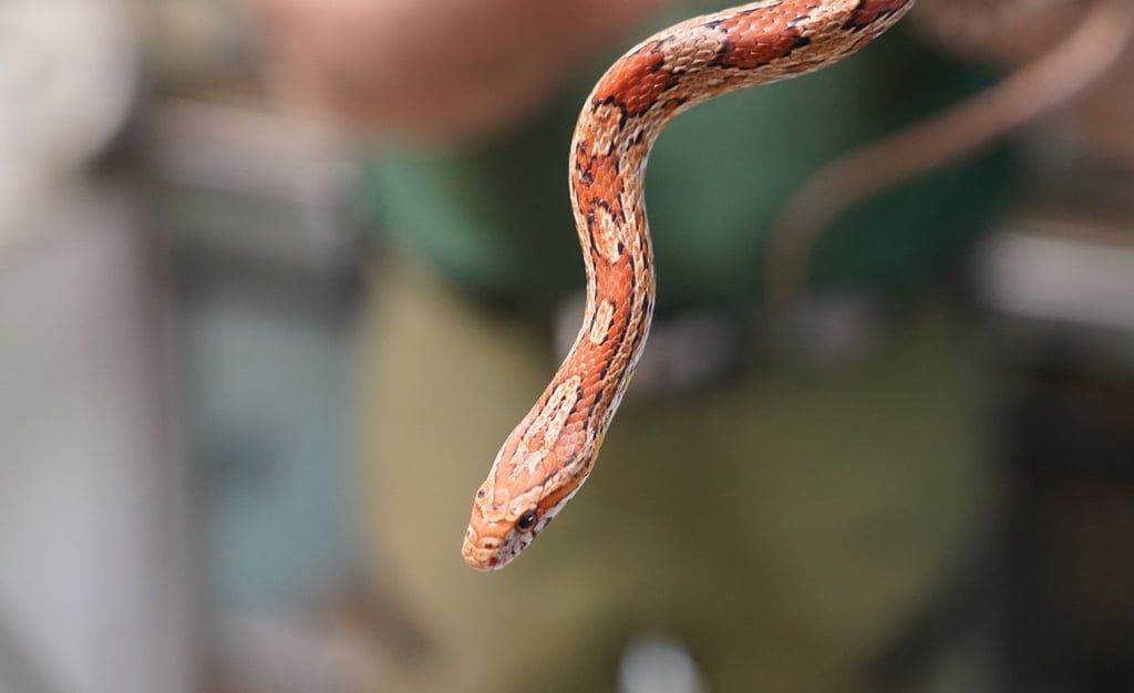 Eine Kornnatter lässt sich an einem Arm eines Tierpflegers herunterhängen.