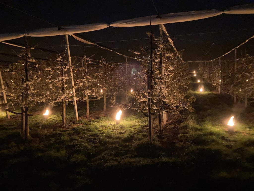 Es sieht aus wie ein romantisches Event, aber hier versuchte Obstbauer Philipp Moser blühende Kirschbäume mit Riesenkerzen vorm Frost zu schützen.