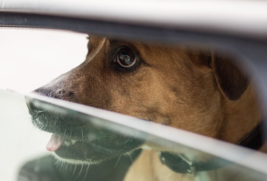 Überhitzte Autos können im Sommer für Tiere schnell zur Todesfalle werden. Man sollte sie niemals in abgestellten Autos zurücklassen - auch nicht kurz.